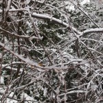 hiver-2