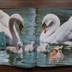 lollobrigida-4