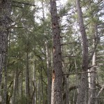 wackers – 02