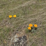 wackers – 22
