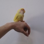 babyshoot – 3