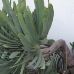 judy – 13
