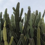 lastangeles – 2