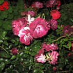 smile – 2