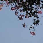smile – 8
