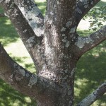 watermill-15