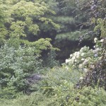 watermill-31