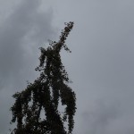 hope-5