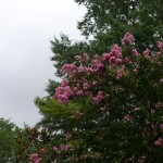 nawthanks – 2