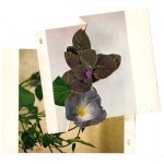 bloemen035304