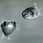 puffer