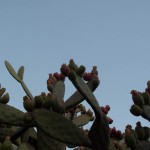 somechums-25