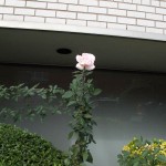 blumen-3
