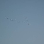 giants-5