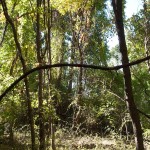 ridge-18