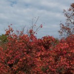 watermilling-10