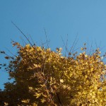 watermilling-11