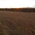 watermilling-28