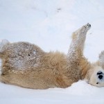 bear