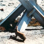 A still from RABBIT À LA BERLIN, a documentary directed by Barte