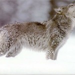 wolf