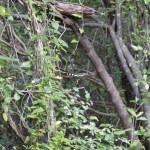 hiddenbay-4