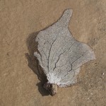hiddenbay-6