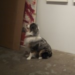 animal-1