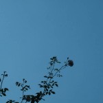 havre-5