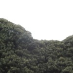 lingeron-0