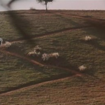 olivetrees