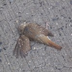 babybird-2