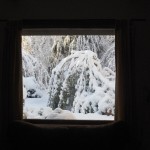 babybird-4