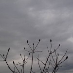 nuts-16