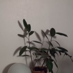 winter-2
