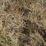 headlands-8