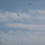 surjan-10
