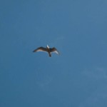 surjan-11