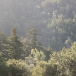 surjan-23