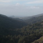 surjan-25