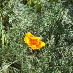 surjan-4