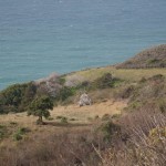 surjan-7