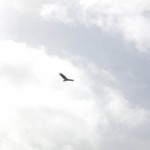 surjan-9