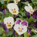 Screen Shot 2012-02-21 at 7.16.05 AM