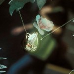 Dorsky_Necklace_3